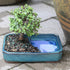 4 8 12 Inches Brussel's Bonsai Live Dwarf Jade Bonsai Tree, Indoor - Medium, Years Old, to Tall - Jade Tree