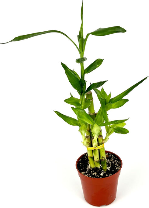 4" Lucky Bamboo Good Luck and Wealth Houseplant Home and Office Decor, Pot