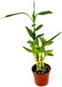 4" Lucky Bamboo Good Luck and Wealth Houseplant Home and Office Decor, Pot
