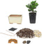 Eve's Garden, Inc Eve's Bonsai Tree Starter Kit, Complete Do-It-Yourself Kit with 2 Year Old