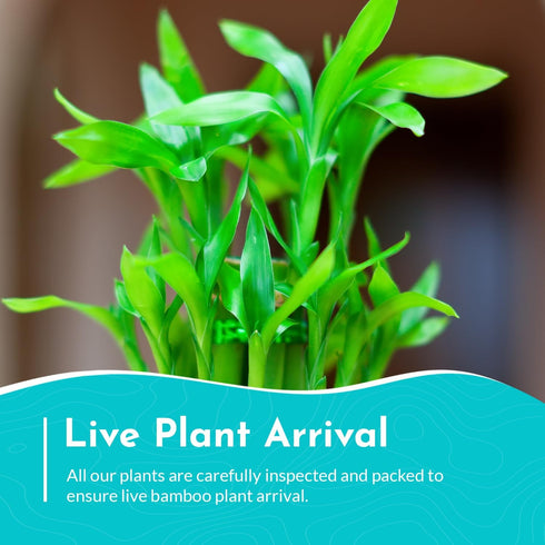 5 Pack 8 Inches Lucky Bamboo - Tall Bamboo Plant, Real Plants Indoor Decor, Perfect Small Plant for Home and Office