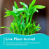 5 Pack 8 Inches Lucky Bamboo - Tall Bamboo Plant, Real Plants Indoor Decor, Perfect Small Plant for Home and Office