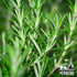 1 Lb (16oz 453g) Yerbero Gourmet - Exquisite Whole Rosemary Leaves for Herbal Tea - / | Premium Rosmarinus Officinalis