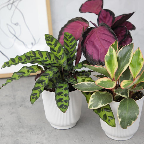 3-Pack, 4" 9" Pet Friendly House Plant Decor Dog & Cat Safe Plants in White Pots for Home & Office, Grower's Choice
