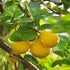3.53oz(100g) TXDYNLLK Dried Lemon Slices - Perfect for Fruit Tea, Cocktails, and Baking - Sweet Wheels for Garnish, No