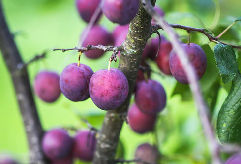 RawJoy Organic Fresh and Juicy Plums by Farms