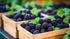 RawJoy 1 Fresh Delicious Blackberries by Farms, Pound