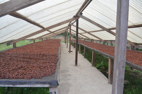 Alto Beni Cacao Company 1 lb BOLIVIA ALTO BENI, HEIRLOOM, ORGANIC RAW CACAO/COCOA BEANS