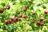 8-oz (8 oz) Naturally Delicious Dried Passion Fruit Maracuja Bags, No Added Chemicals, No Added Colorings, No