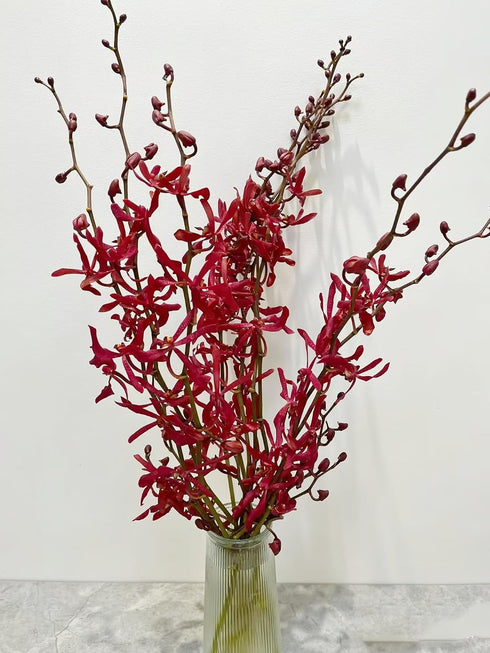 10 Stems of Fresh Red Ascocenda Orchids - Elegant Gift Flowers