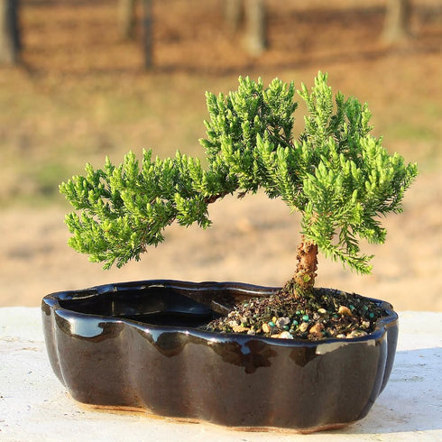 3 6-8 Inches Brussel's Bonsai - Live Green Mound Juniper Bonsai Tree in Zen Reflections Pot, Outdoor Bonsai Tree Live