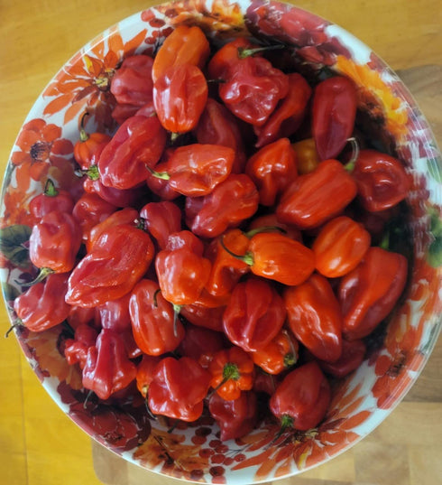 Generic Zozoma Farms Fresh Red Habanero Chili Peppers 3 lb hot and spicy