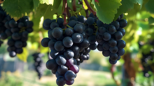 RawJoy Fresh Black Seedless Grapes by Farms