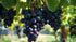 RawJoy Fresh Black Seedless Grapes by Farms