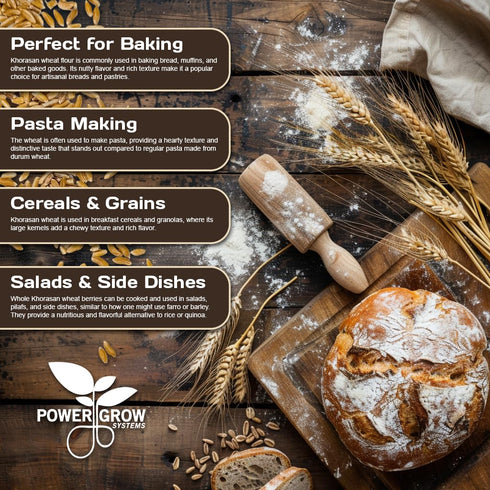 PowerGrow Systems 100% (10 Khorasan Wheat - Certified Organic Khorasan Whole Wheat Grain by PowerGrow System - Use