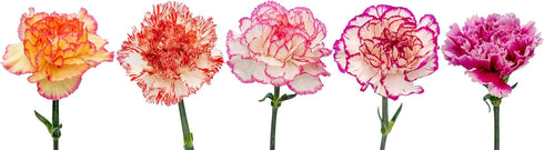 50 FlowerPrime BiColor Carnations - Fresh Natural Cut Flowers Multiple Colors