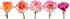 50 FlowerPrime BiColor Carnations - Fresh Natural Cut Flowers Multiple Colors