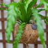 17 Better-GRO Hanging Kokodama with Birds Nest Fern - Biodegradable, Natural Planter for Indoor/Outdoor Spaces