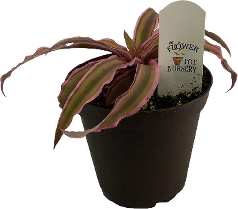 Generic 4"" FlowerPotNursery Earth Star Bromeliad Pink Cryptanthus bivittatus Pot