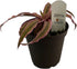 Generic 4"" FlowerPotNursery Earth Star Bromeliad Pink Cryptanthus bivittatus Pot