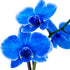 5 DecoBlooms Premium Blue Orchid Live Indoor Plant (Modern Pot Included) Grown in the USA - Fresh Flowering Home Decor