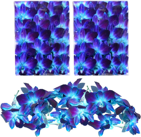 (50 Miami Fresh Orchid Flower OrchidClub USA Sunne Tropical Loose Bloom DIY Lei, food & drink decoration BLUE)