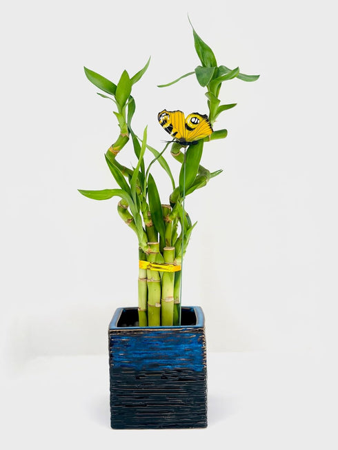 Generic 15" Spiral and Stright Lucky Bamboo Plant with Black and Blue Ceramic Vase, Natural Home Ornament, Zen Garden