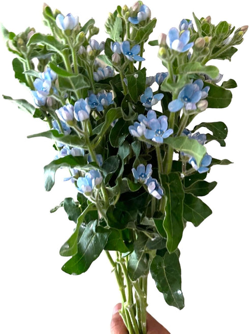 10 Stems of Fresh Blue Tweedia for DIY Floral Arrangements - Perfect for Weddings and Anniversaries
