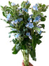 10 Stems of Fresh Blue Tweedia for DIY Floral Arrangements - Perfect for Weddings and Anniversaries