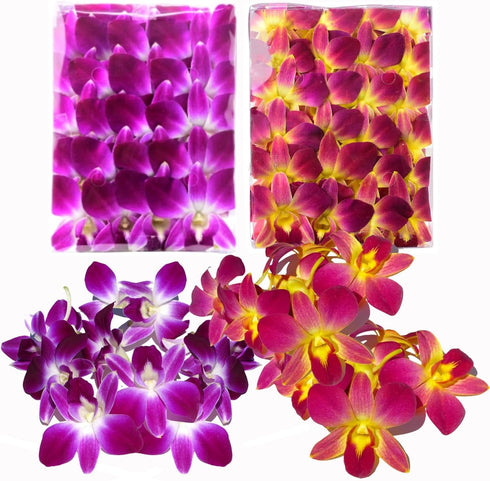 Miami Fresh Orchid Flower OrchidClub USA Sunne Tropical Loose Bloom DIY Lei,