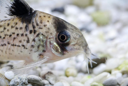 Aquaticblendedfoods A442 (6oz) Ultra Bottom Feeder Food Mix Shrimp/Worm Wafers Catfish Pleco Loaches