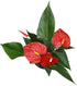 4 Inch Altman Plants Red Anthurium Live Plant Decor in White Plastic Plant Pot, Easy to Grow Desk Plant, Easy Plant