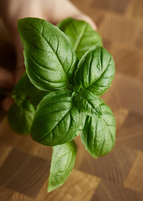 Generic 3 Pack 3 3.5" Live Sweet Basil Plant Edible Culinary Herbs in Pot, Fragrant and Fast-Growing, Great for Kitchen