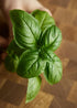 Generic 3 Pack 3 3.5" Live Sweet Basil Plant Edible Culinary Herbs in Pot, Fragrant and Fast-Growing, Great for Kitchen