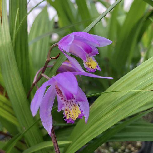 4 Inch Beltilla Yokohama Kate - Terrestrial Ground Orchid - Live Plant - Fragrant Purple Flower - Emerald's - Starter