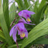 4 Inch Beltilla Yokohama Kate - Terrestrial Ground Orchid - Live Plant - Fragrant Purple Flower - Emerald's - Starter