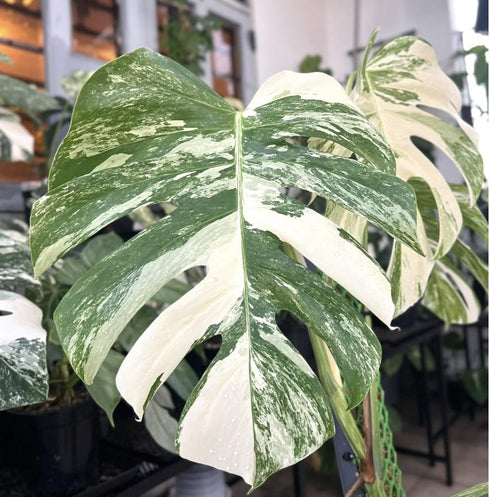 5-9" Philodendron Plant Live, Rare Tropical Variegated Live Indoor Houseplant, Starter Plants No Pot, in Tall (Monstera