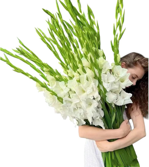 Cassiolina Fresh Cut Gladiolus Flowers, Long Stem Bouquet, 10 Stems, Sword Lily for