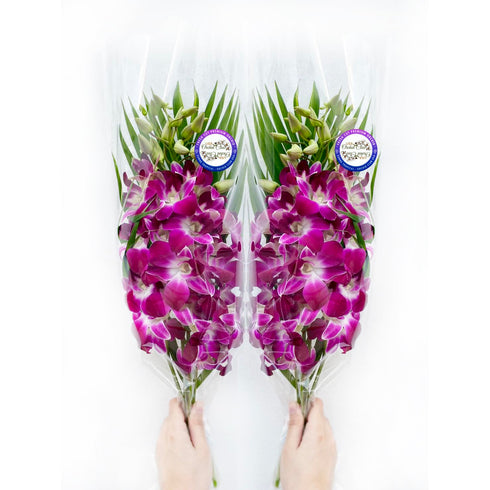 Sunne Tropical OrchidClub USA Fresh Cut Flowers Orchids (10 Stems Dendro PURPLE)