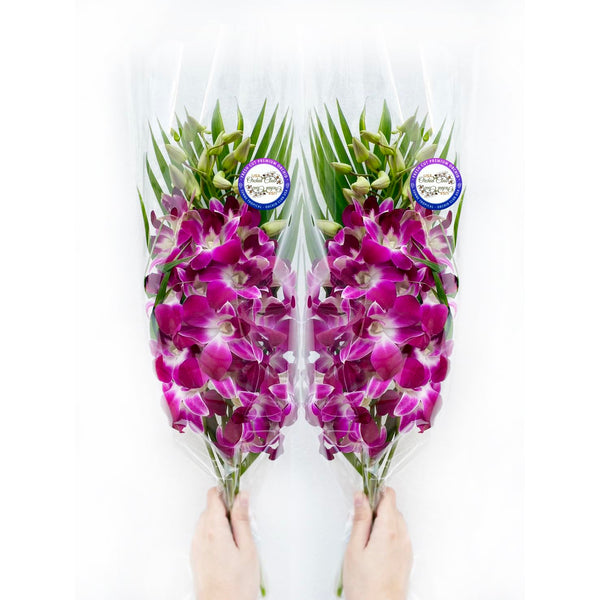Sunne Tropical OrchidClub USA Fresh Cut Flowers Orchids (10 Stems Dendro PURPLE)
