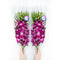 Sunne Tropical OrchidClub USA Fresh Cut Flowers Orchids (10 Stems Dendro PURPLE)