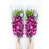Sunne Tropical OrchidClub USA Fresh Cut Flowers Orchids (10 Stems Dendro PURPLE)
