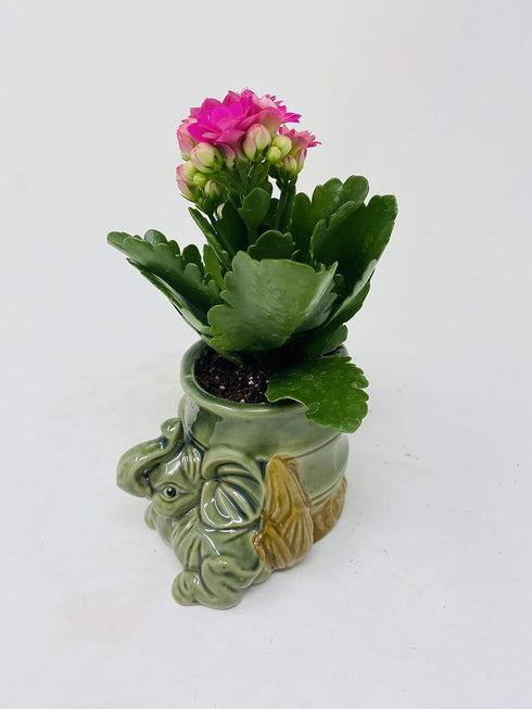 JM BAMBOO Kalanchoe Plant in Baby Elephant Vase -JMBamboo