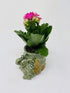 JM BAMBOO Kalanchoe Plant in Baby Elephant Vase -JMBamboo