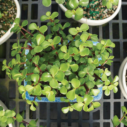 3 5-8 Inches Brussel's Bonsai - Live Dwarf Jade Bonsai Tree with Ceramic Bonsai Pot & Humidity Tray, Indoor Bonsai