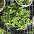 3 5-8 Inches Brussel's Bonsai - Live Dwarf Jade Bonsai Tree with Ceramic Bonsai Pot & Humidity Tray, Indoor Bonsai