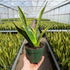 NYGardenia 4 Inch Pot Snake Plant Live, Sansevieria with Yellow-Edged Green Variegated Leaves