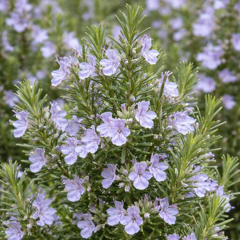 Rosemary 'ARP', Culinary Rosemary, Compass Weed (1-Gallon Pot)