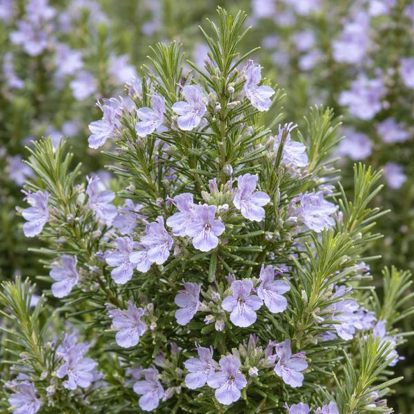 Rosemary 'ARP', Culinary Rosemary, Compass Weed (1-Gallon Pot)