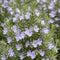 Rosemary 'ARP', Culinary Rosemary, Compass Weed (1-Gallon Pot)